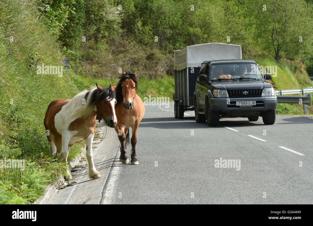 Chevaux avec des cloches au cou la route d'itinérance près de Bera Bidassoa au Pays Basque et de la frontière française. Banque D'Images