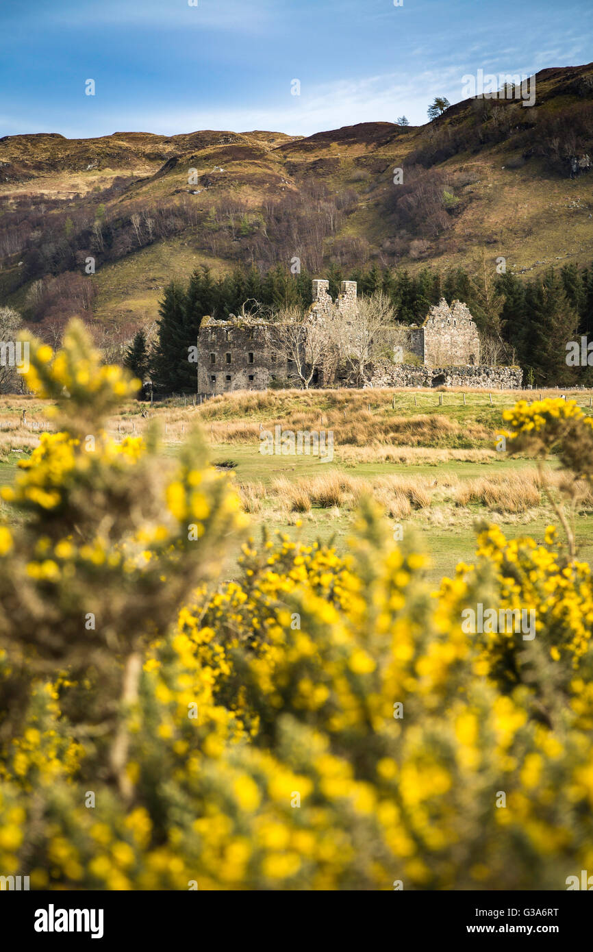 L'ajonc floraison avec les ruines de Bernera Caserne dans l'arrière-plan, Glenelg, Western Highlands, Ecosse Banque D'Images