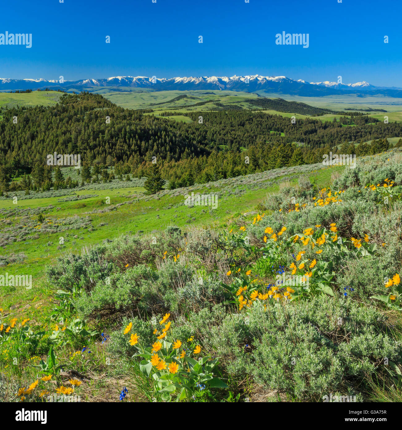 Gamme absaroka et fleurs sauvages vue à partir de la colline au-dessus de la vallée de Yellowstone près de Springdale, Montana Banque D'Images