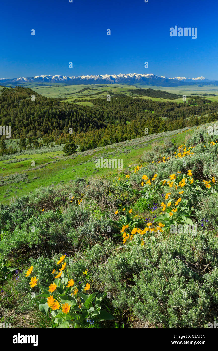 Gamme absaroka et fleurs sauvages vue à partir de la colline au-dessus de la vallée de Yellowstone près de Springdale, Montana Banque D'Images