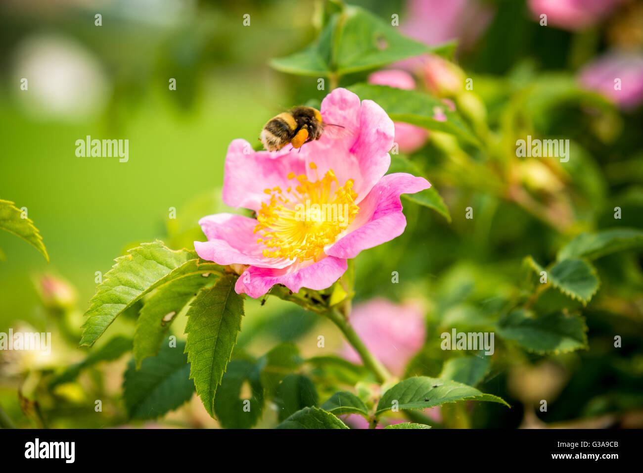 L'alimentation de l'abeille à partir d'une fleur Banque D'Images L'alimentation de l'abeille à partir d'une fleur Banque D'Images