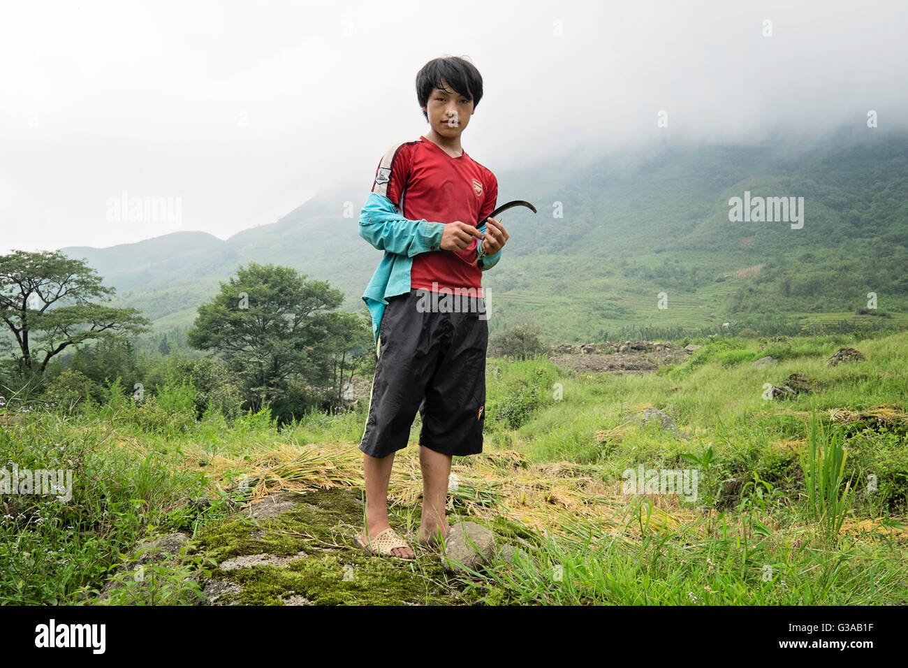 Un jeune garçon Hmong à la récolte du riz dans le village de Ta Phin, Sapa, province de Lao Cai, Vietnam Banque D'Images