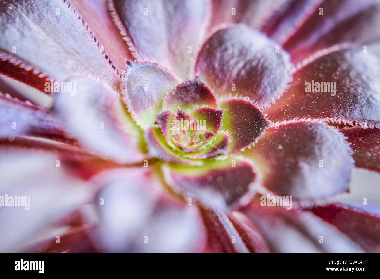 Aeonium arboreum 'Atropurpureum' macro close up Banque D'Images