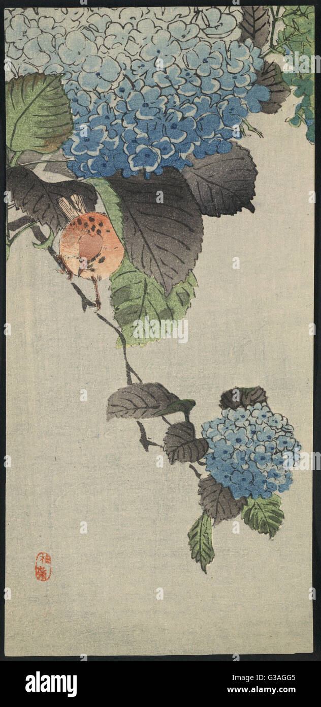 Petit oiseau et l'hydrangea Banque D'Images