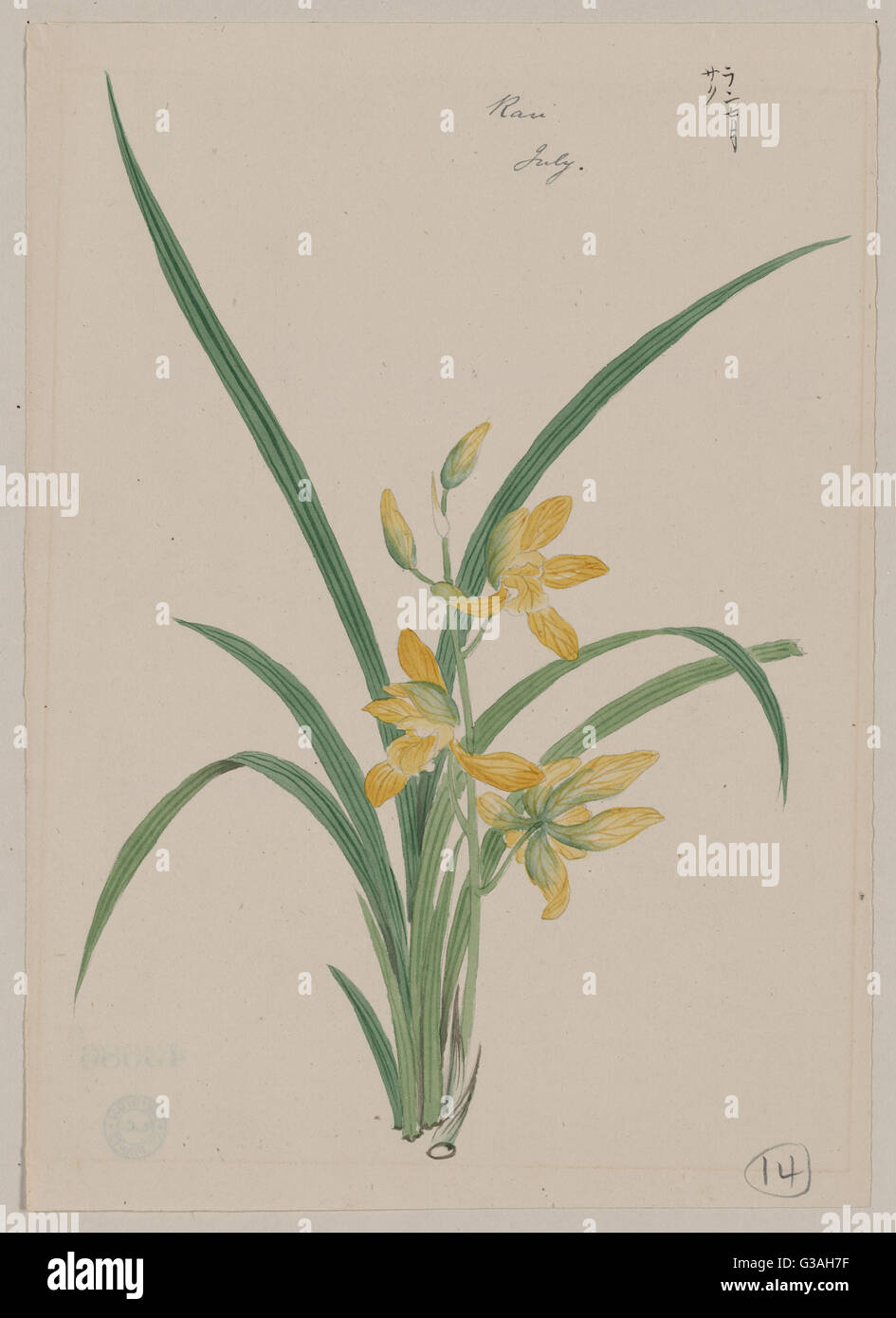 Ran - Juillet Banque D'Images