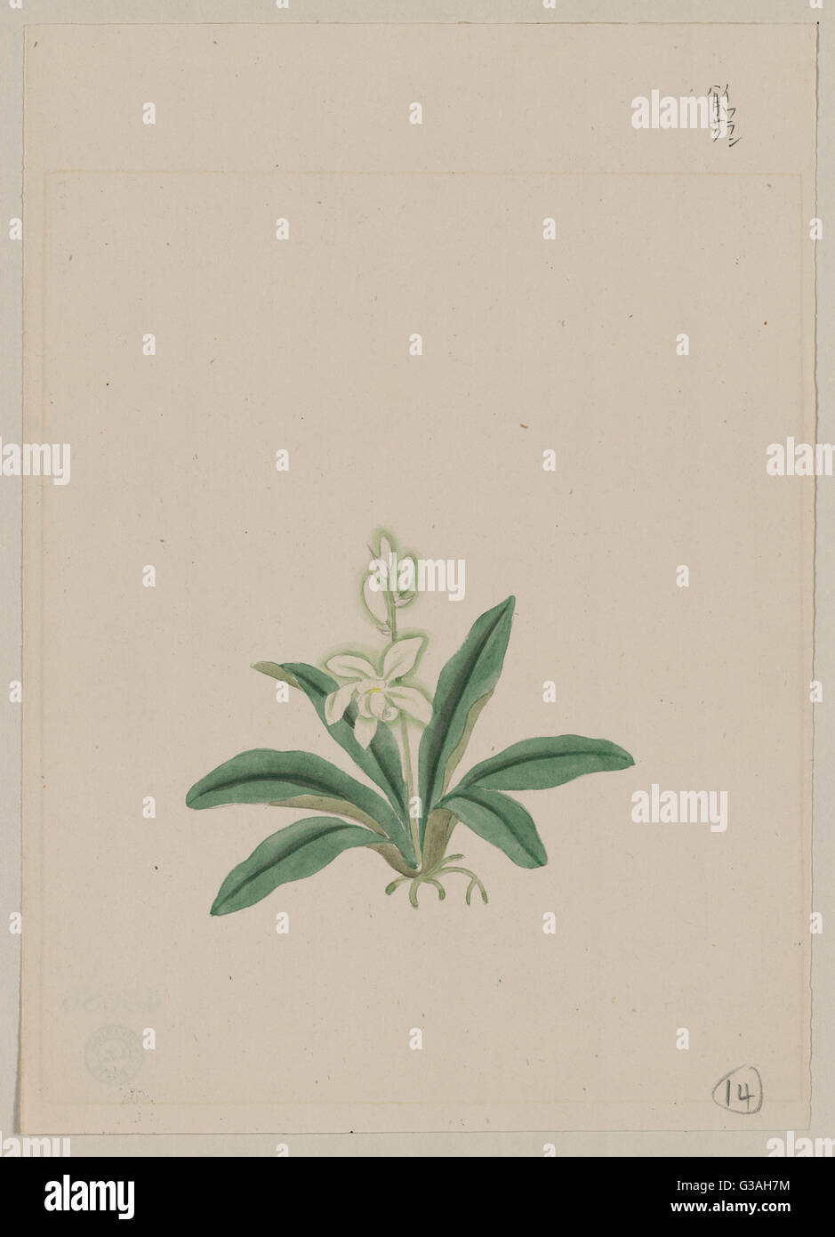 Fleur à longue tige Banque de photographies et d'images à haute résolution  - Alamy