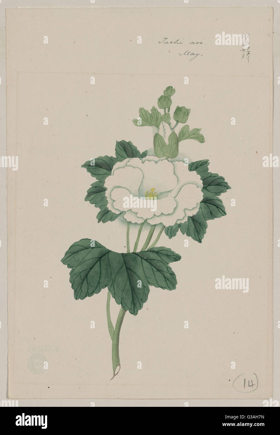 Tachi Aoi Mai Dessin Montre Avec Tiges En Fleurs Blanches