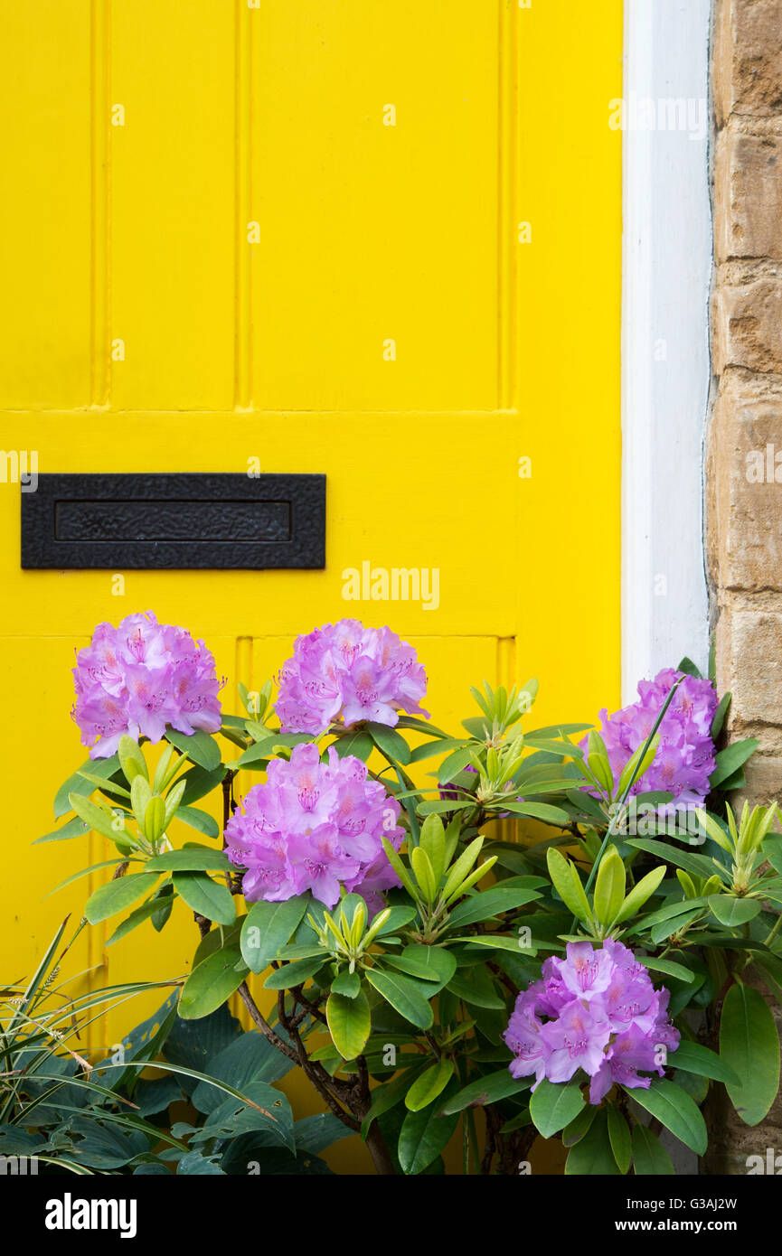Rhododendron en pot à l'extérieur de la porte du chalet jaune. Bampton, Oxfordshire, Angleterre Banque D'Images