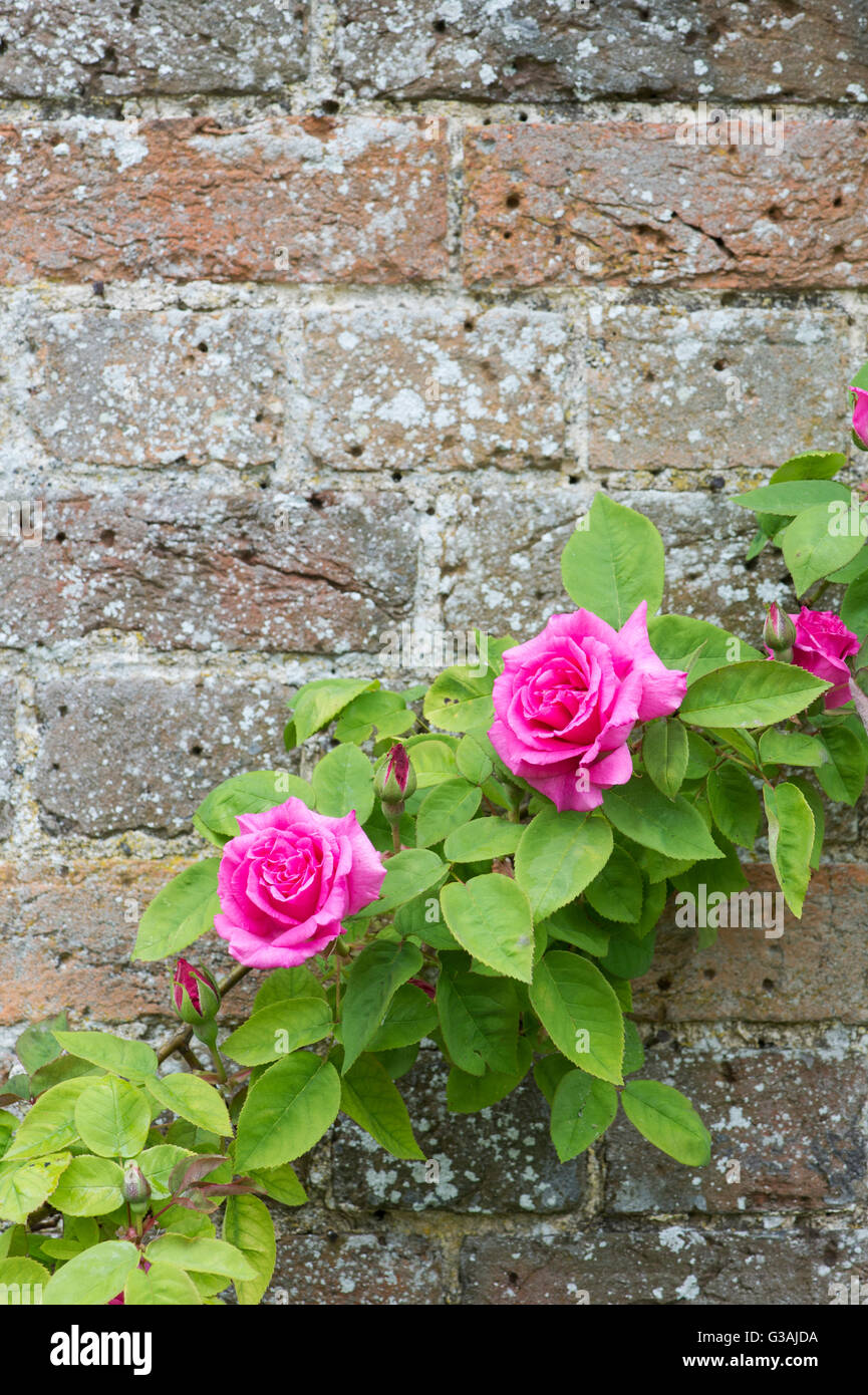 Rosa Zéphirine Drouhin. Rose sans épines grimpant sur un mur à Waterperry gardens, Wheatley, Oxfordshire, Angleterre Banque D'Images