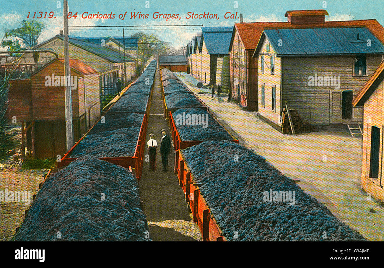 Wagonloads de raisin de vin à Stockton, Californie, États-Unis Banque D'Images