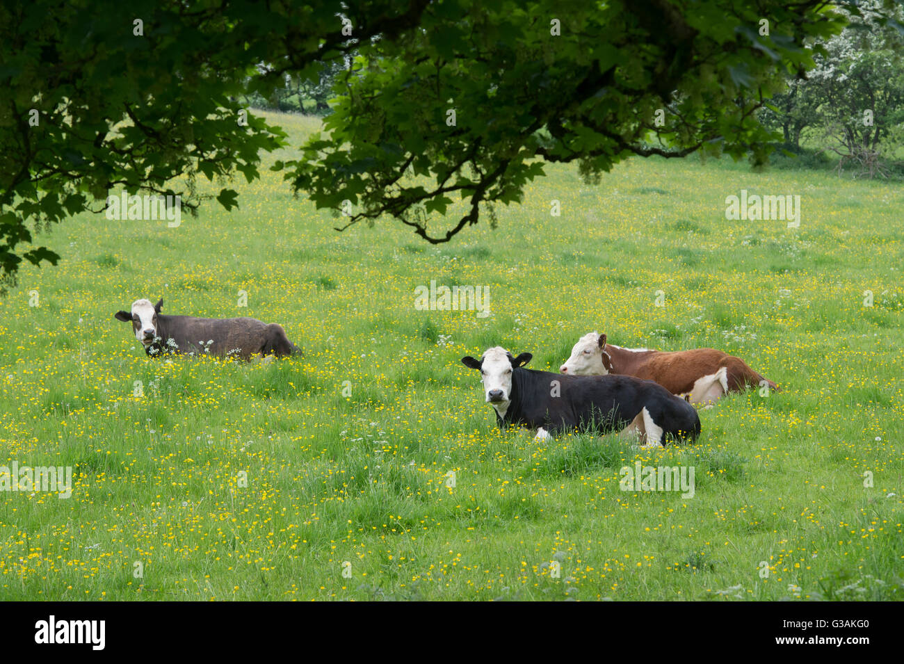 Vaches dans un champ de renoncules dans les Cotswolds. Le Gloucestershire, Angleterre Banque D'Images