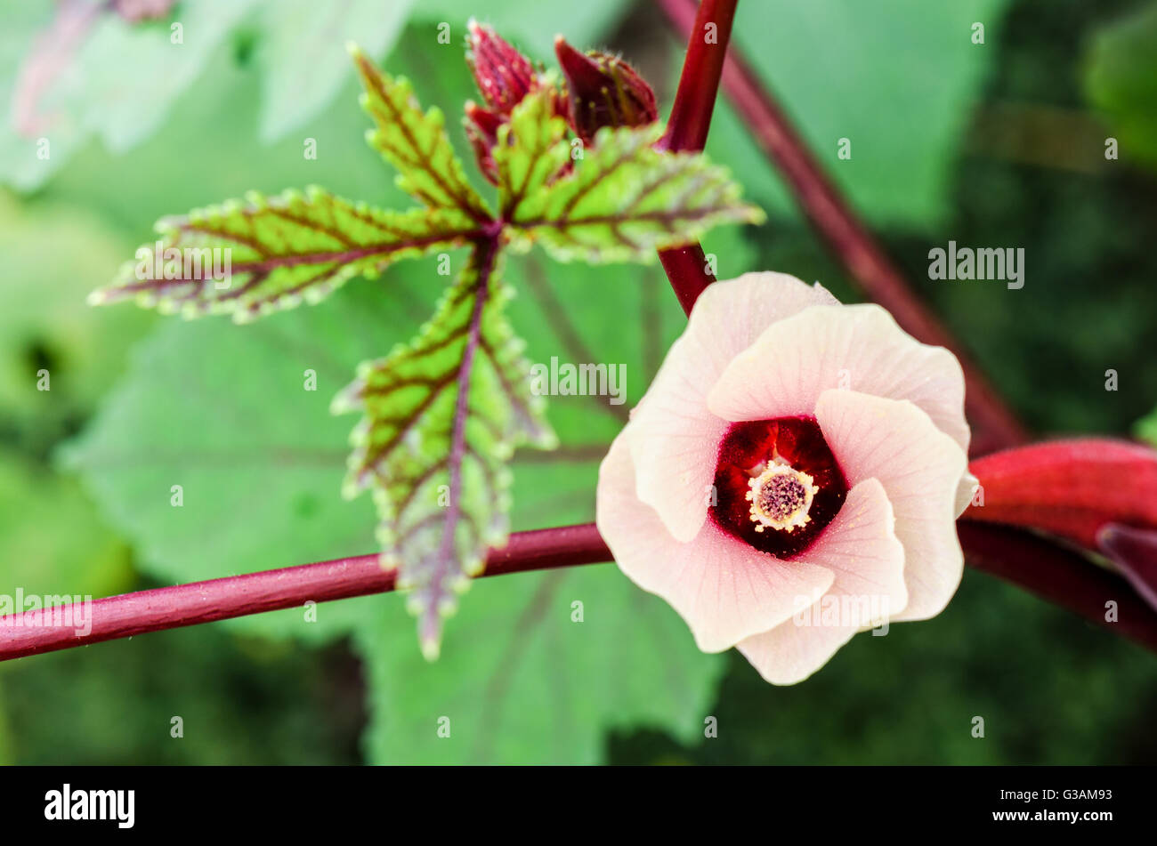 Fleur Fleur rose sur l'arbre de la Jamaïque oseille ou Hibiscus sabdariffa en Thaïlande Banque D'Images