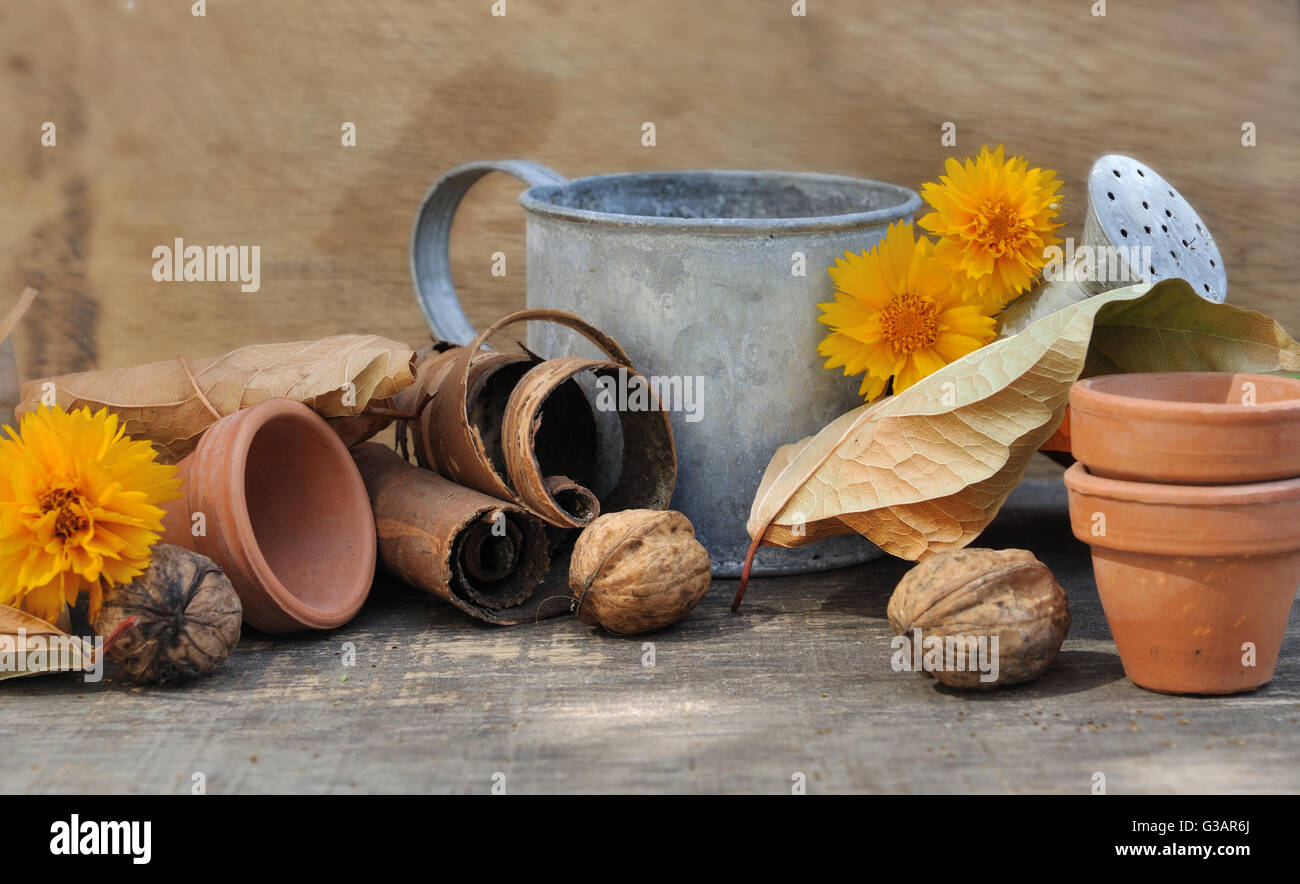 Des feuilles mortes, des noix, des petits pots et d'arrosoir sur fond de bois Banque D'Images