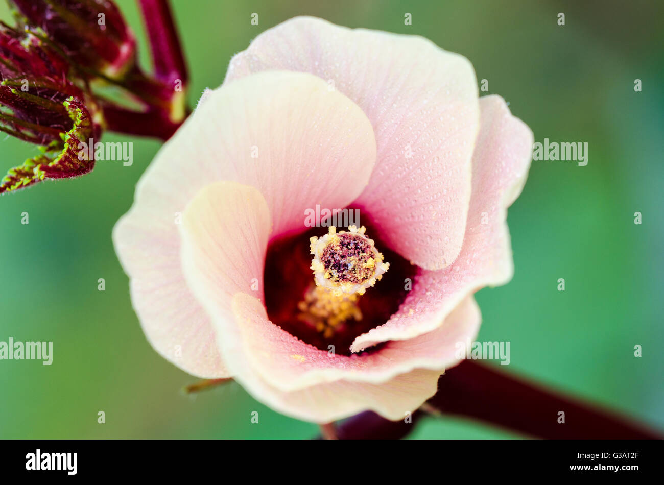 Carpelles gros plan et rose fleur fleur sur l'arbre de la Jamaïque oseille ou Hibiscus Sabdariffa en Thaïlande Banque D'Images