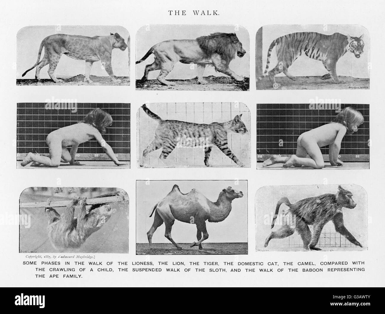 Lion Tigre Humain Bebe Leopard Sloth Monkey Chaque Marche Ou Ramper Dans Sa Maniere Date 10 Photo Stock Alamy