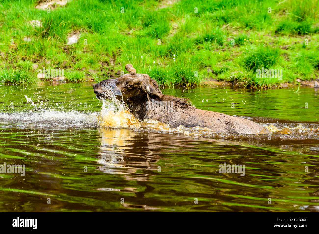 L'orignal (Alces alces). Un taureau a un moment ludique autour d'éclabousser dans la forêt du lac. Banque D'Images