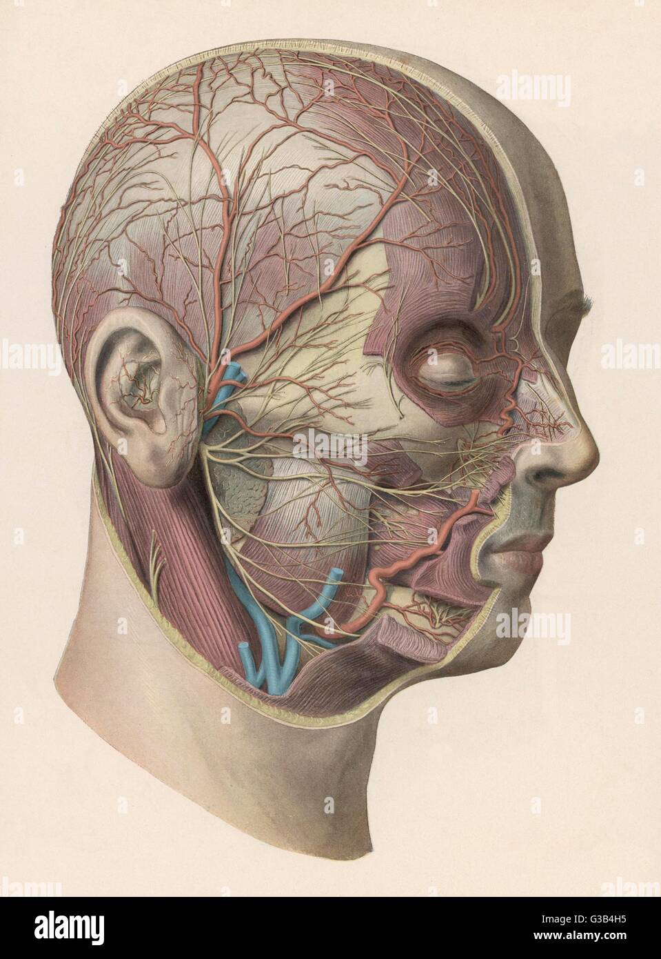 Schéma détaillé montrant les muscles et les veines à l'intérieur de la tête Date : vers 1900 Banque D'Images