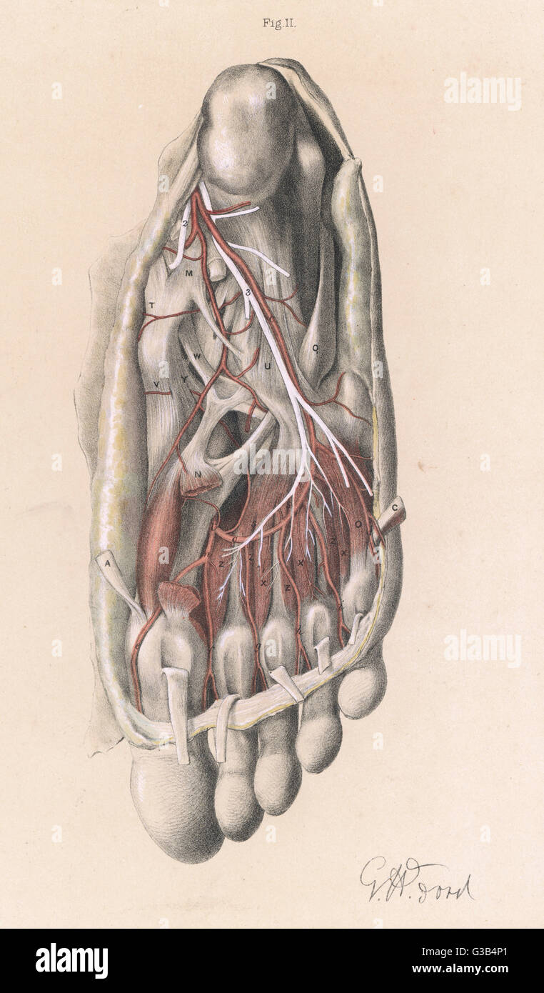 Anatomie - semelle du pied Banque D'Images