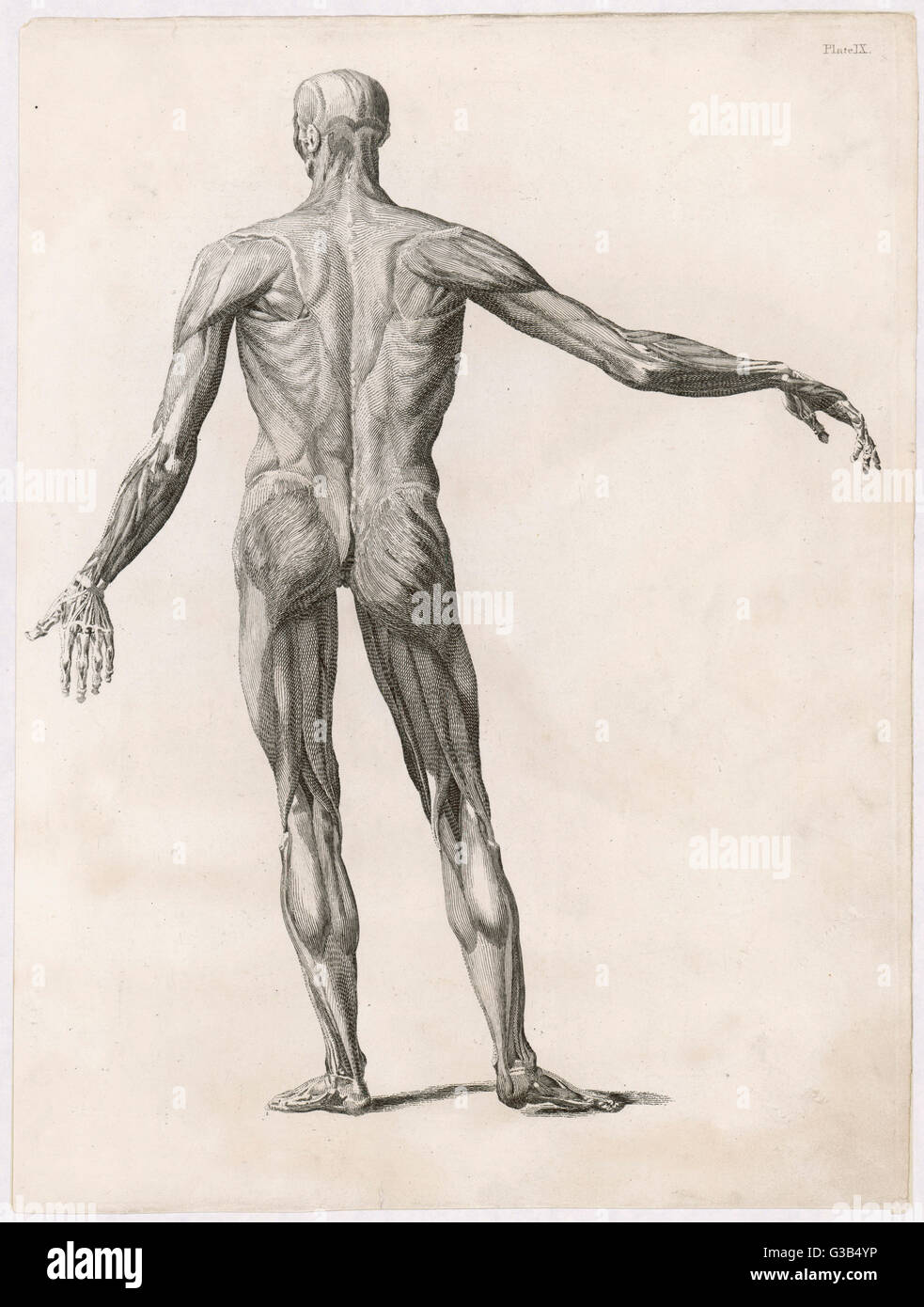 Anatomie - muscles - corps Banque D'Images