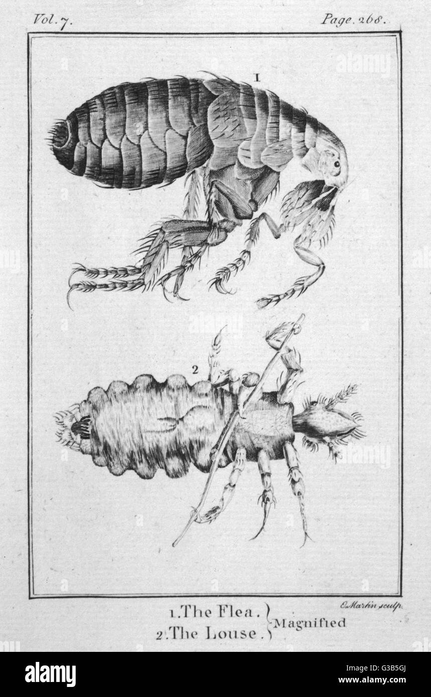 Une puce et pou principal observé avec microscope de Hooke Date : 1665  Photo Stock - Alamy