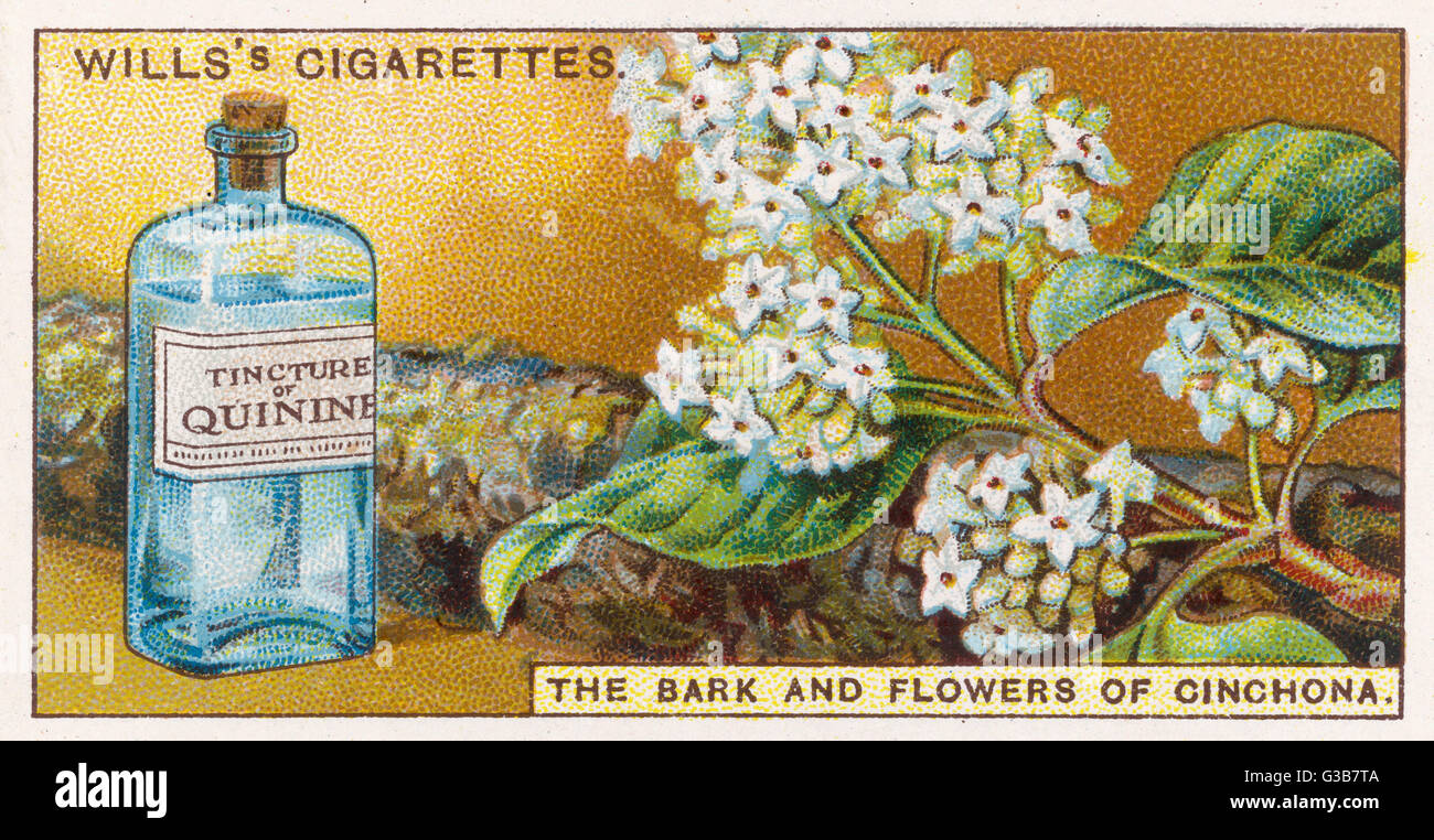 La quinine (quinquina) : un médicament précieux dans les pays tropicaux ; excellent à réduire les fièvres et utilisé pour contrôler le paludisme Date : 1924 Banque D'Images