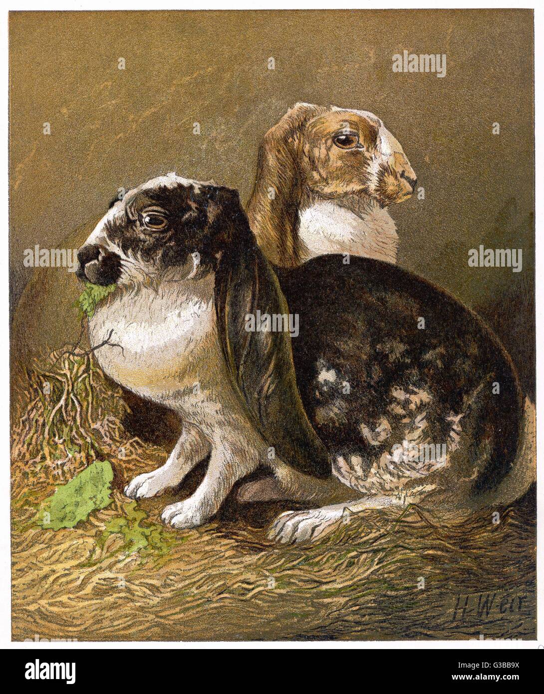 LAPINS LOP-EARED 1877 Banque D'Images