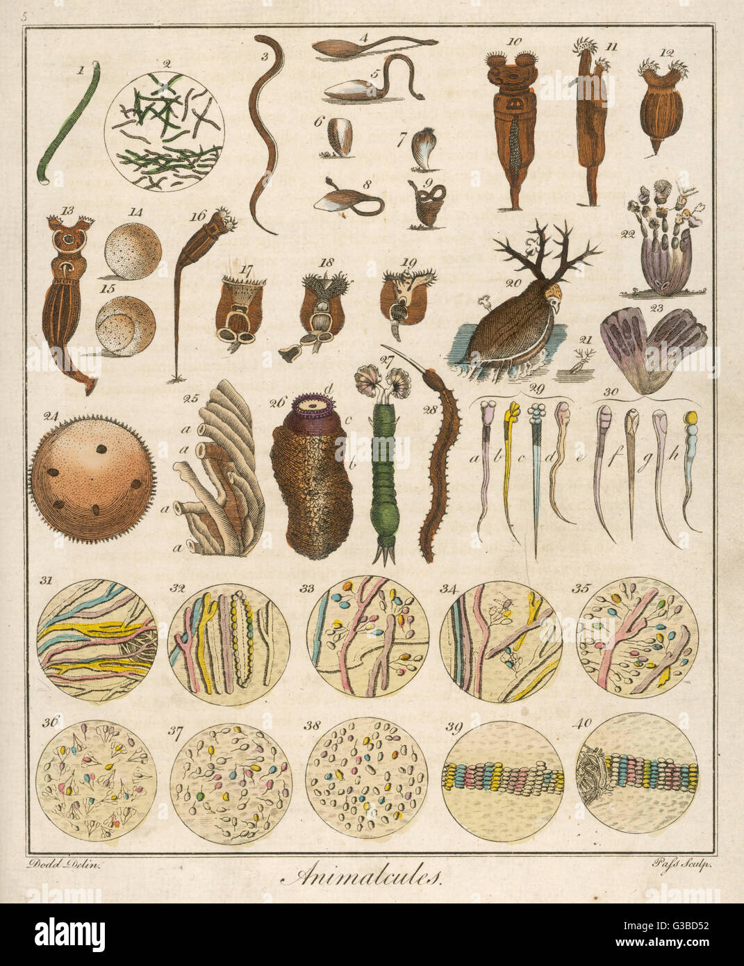 Sous le microscope - 18th siècle Banque D'Images