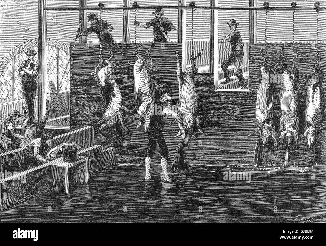 En cours d'abattage à un porc Chicago boucherie. Date : 1886 Banque D'Images