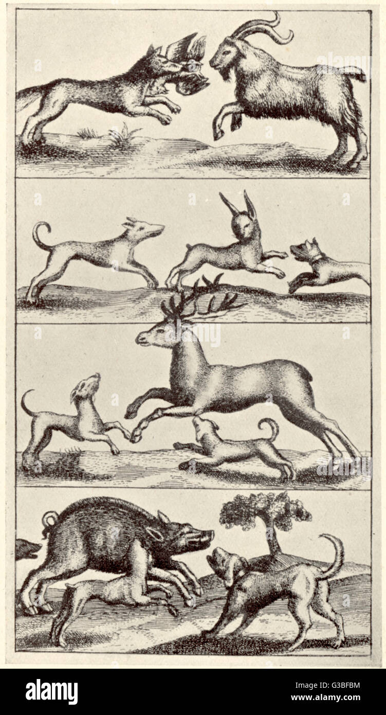 Une sélection de chiens de chasse et leurs proies. Date : 1665 Banque D'Images