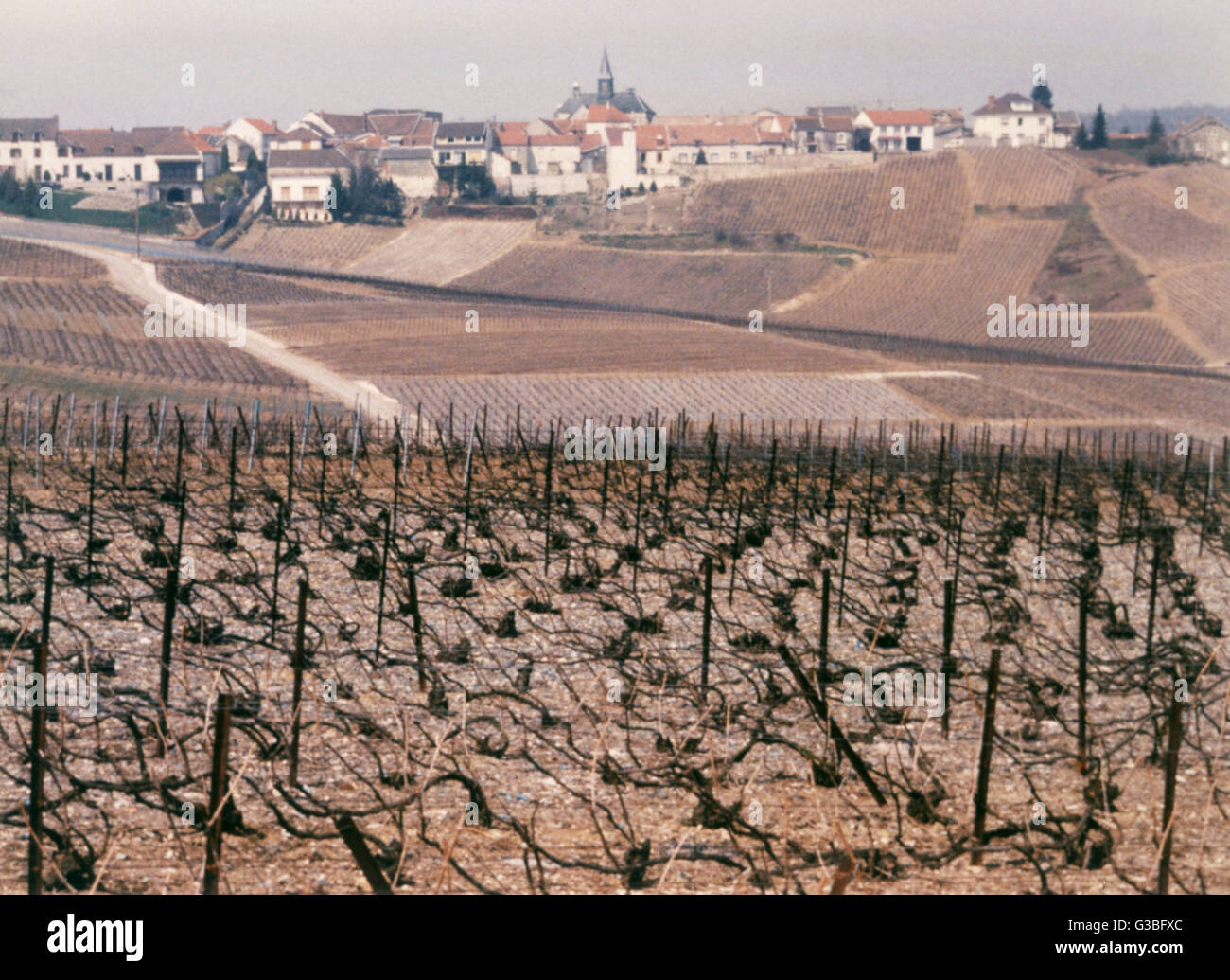 VIGNOBLE D'EPERNAY, 1987 Banque D'Images