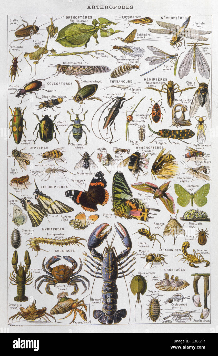Arthropodes assortis Banque D'Images