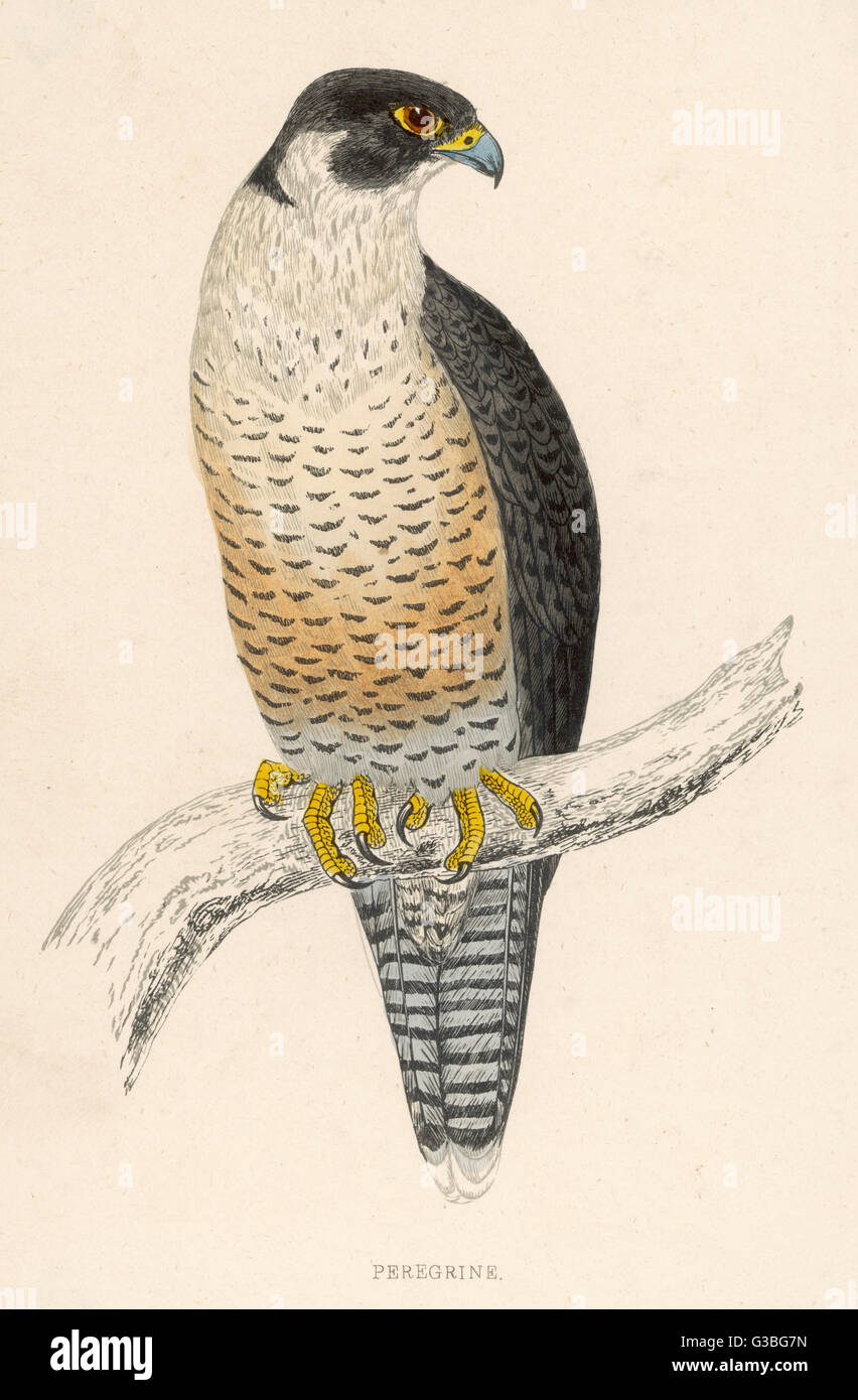 Faucon pèlerin - oiseau de proie Banque D'Images