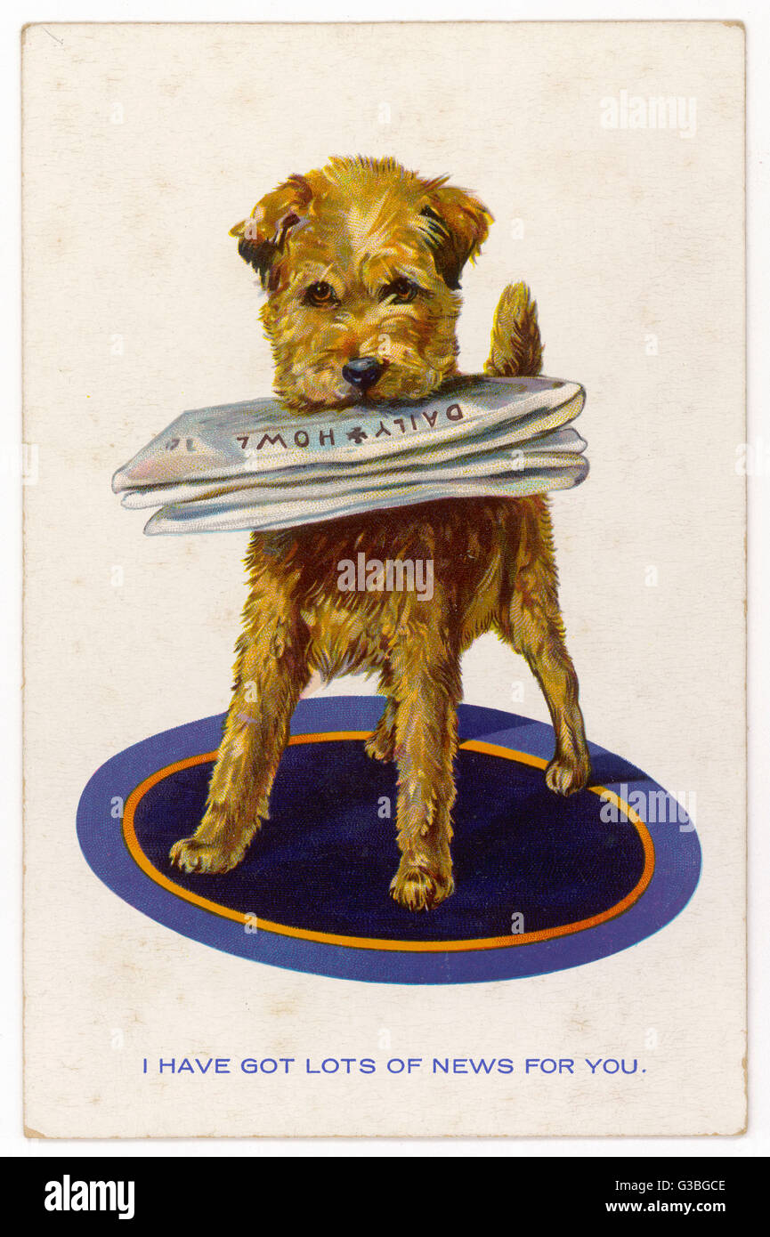 LES CHIENS RÉCUPÈRENT LE JOURNAL Banque D'Images