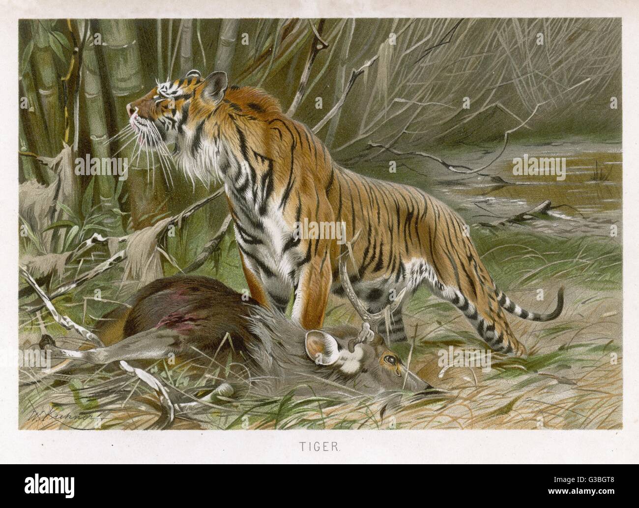 Un tigre et ses proies fraîchement tué, un chevreuil dans ce cas. (Panthera tigris) Date : vers 1890 Banque D'Images