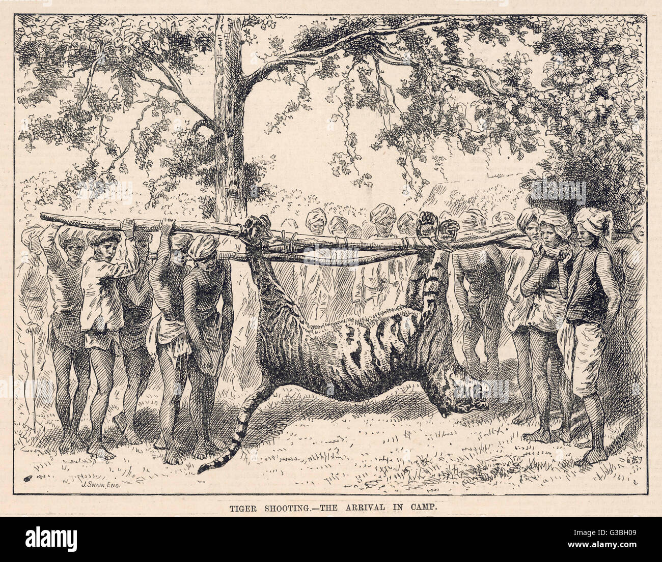 LE TIGRE À LA MAISON Banque D'Images