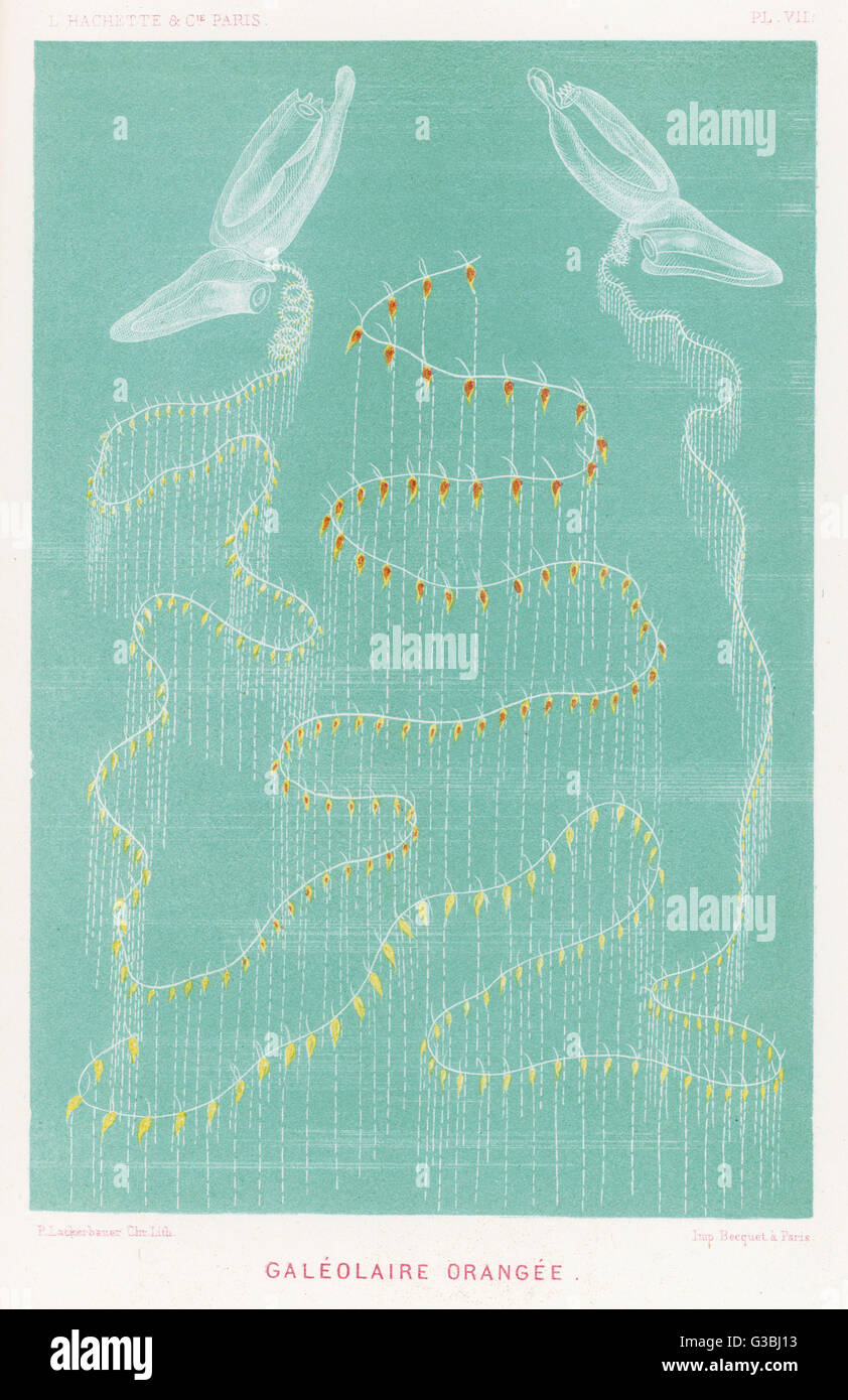 VIE MARINE/GALEOLARIA Banque D'Images