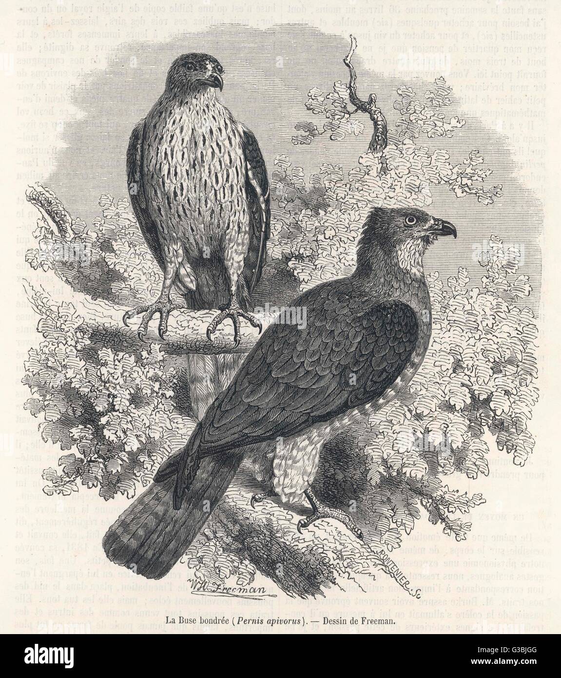 BUZZARD AU MIEL 1862 Banque D'Images