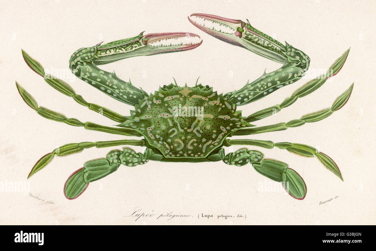 CRABE 1849 Banque D'Images