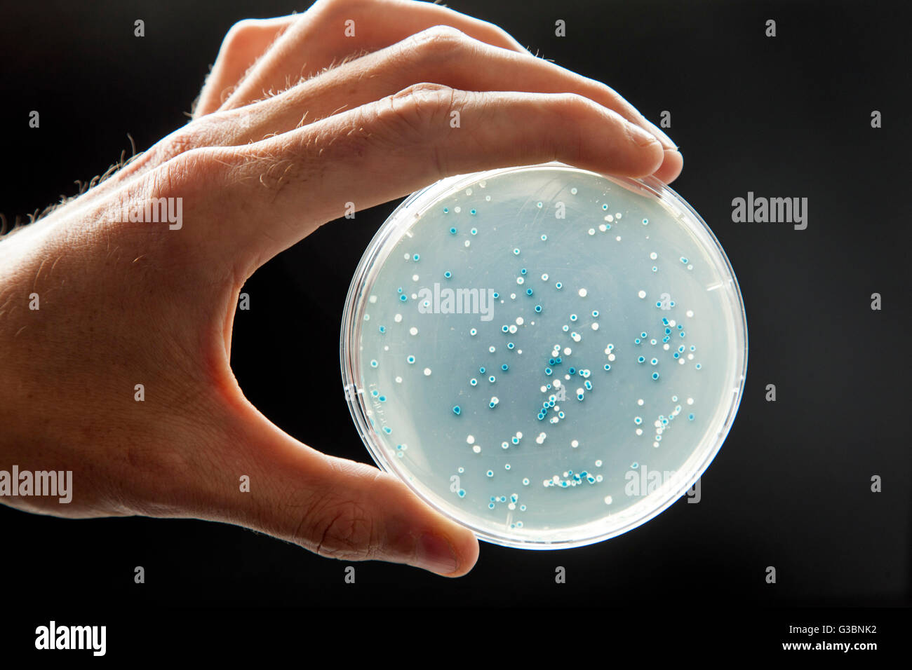 La culture des bactéries dans une boîte de Pétri Banque D'Images