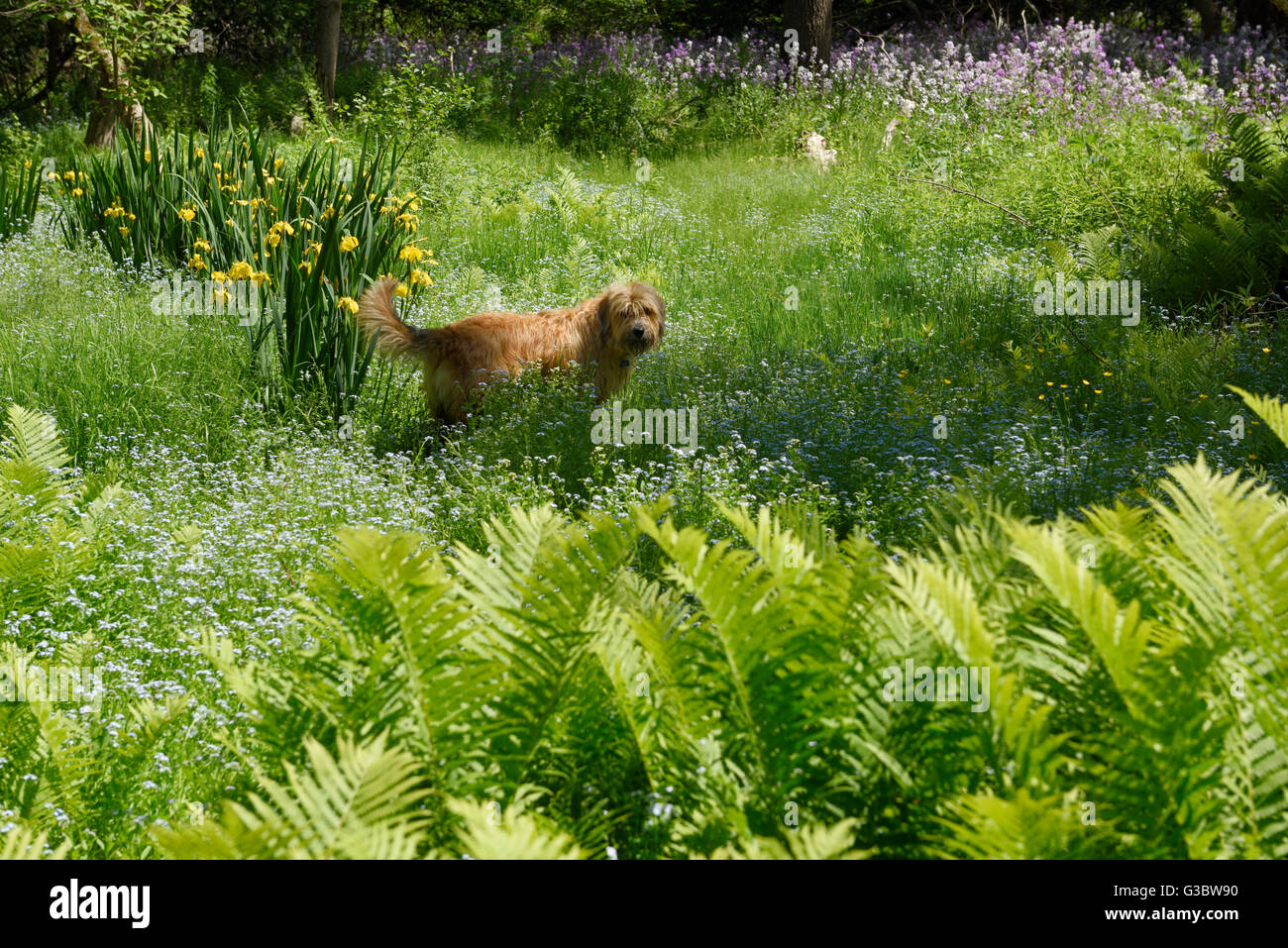 Chien dans domaine de Forget me not Fougère fleurs iris jaune et Dames Rocket Banque D'Images