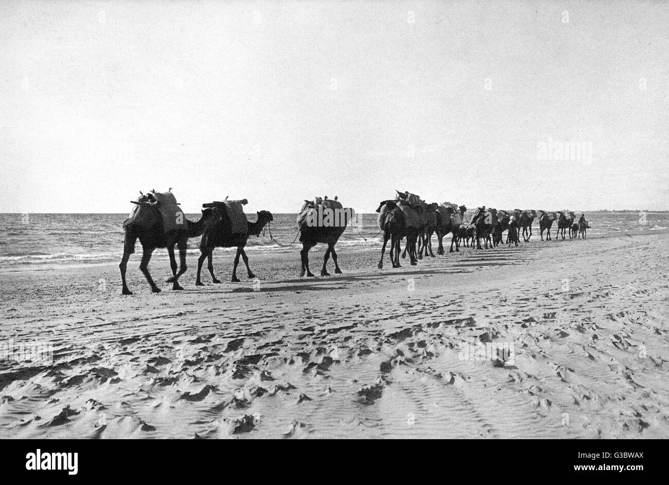 Caravane de chameaux près de la mer, Terre Sainte Banque D'Images