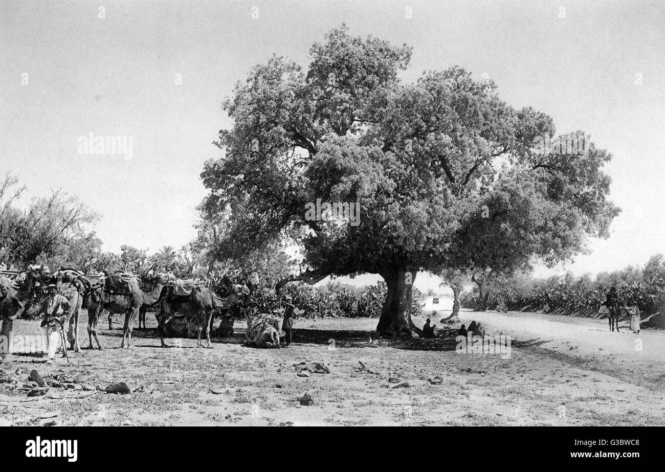 Arbre généalogique térébinthe (Pistacia palaestina), Terre Sainte. L'arbre est mentionné plusieurs fois dans l'Ancien Testament. Date : 1920 Banque D'Images