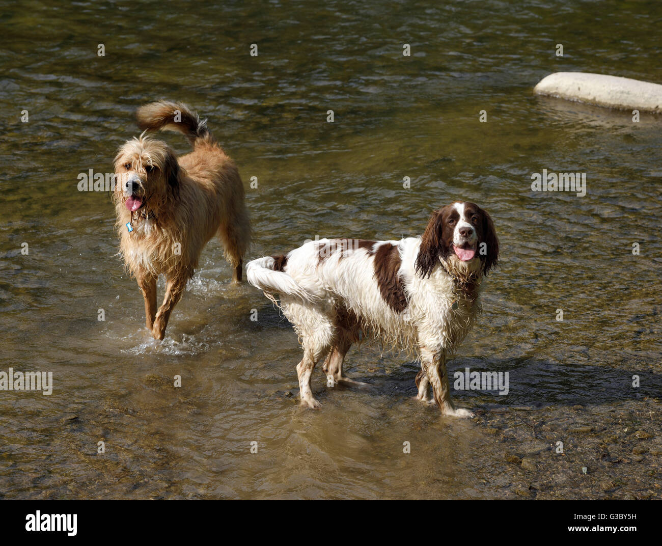 Springer Spaniel et mixed breed Poodle Barzoï jouant dans une rivière Banque D'Images