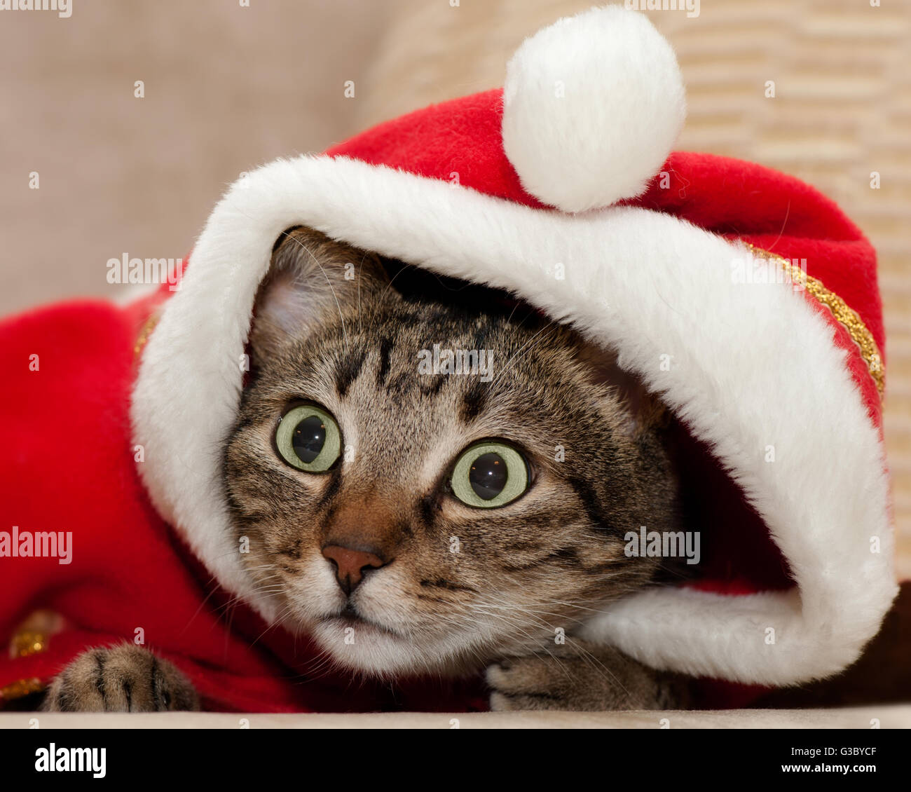 Cat Santa Costume Looking Away Banque D'Images