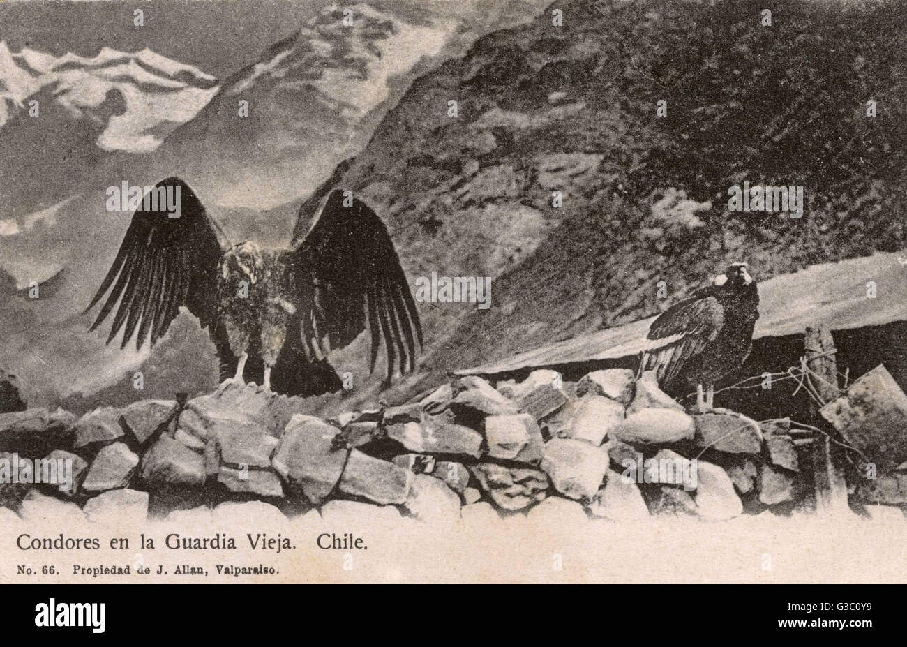 Chili - Condors - la vieille garde Banque D'Images