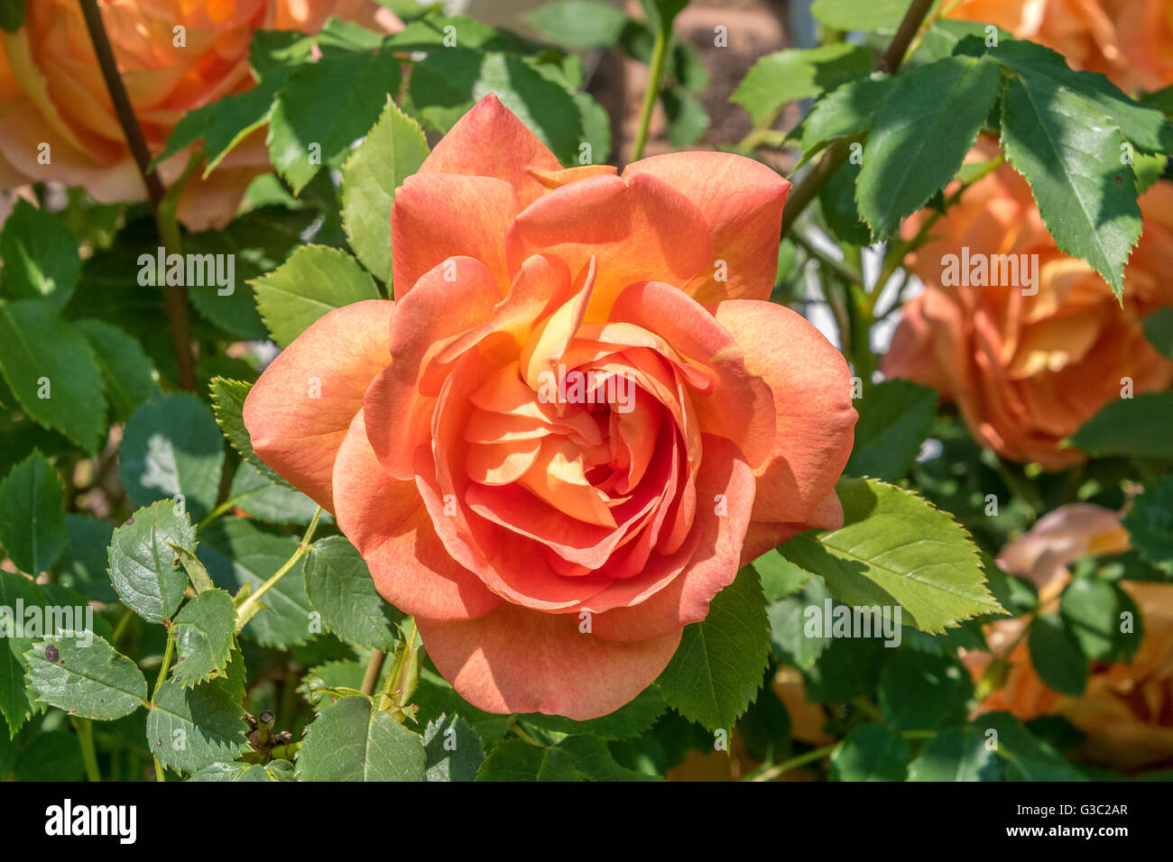 Seule fleur orange Banque D'Images