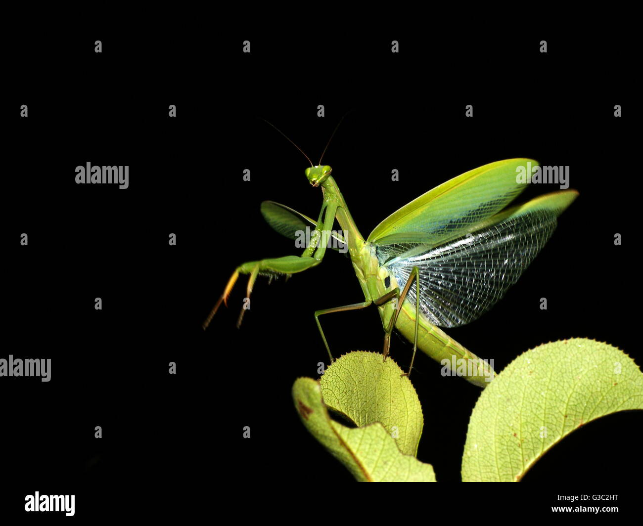 praying-mantis-africa-banque-de-photographies-et-d-images-haute
