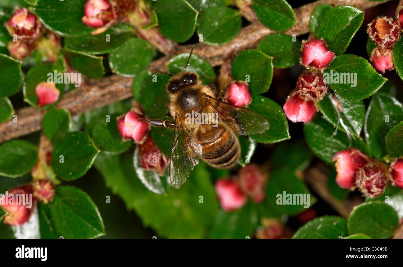 Un travailleur abeille perché sur une fleur Banque D'Images