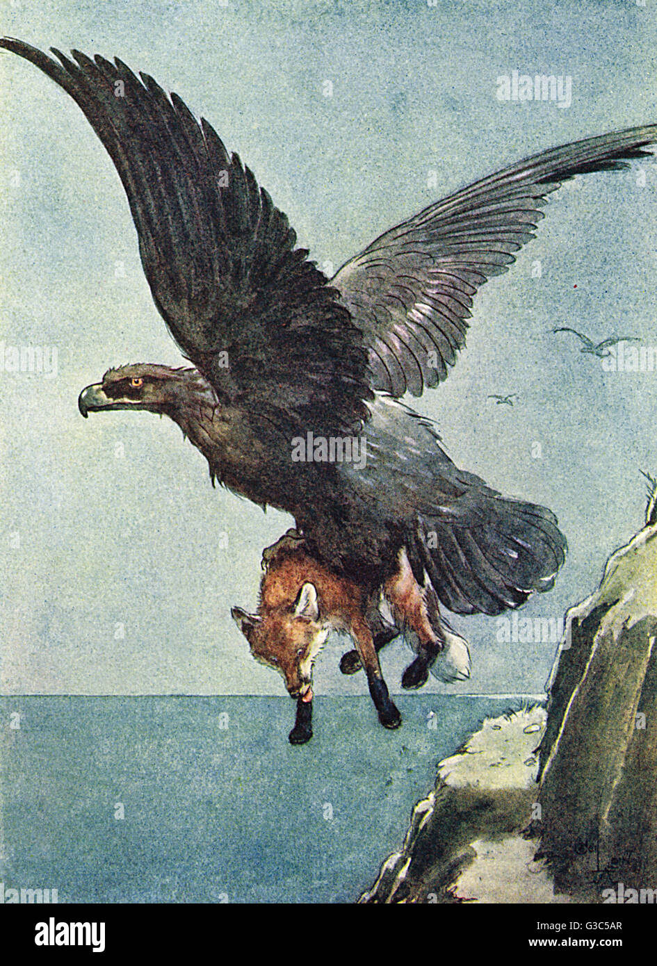 Illustration, oreille blanche et grand aigle Banque D'Images