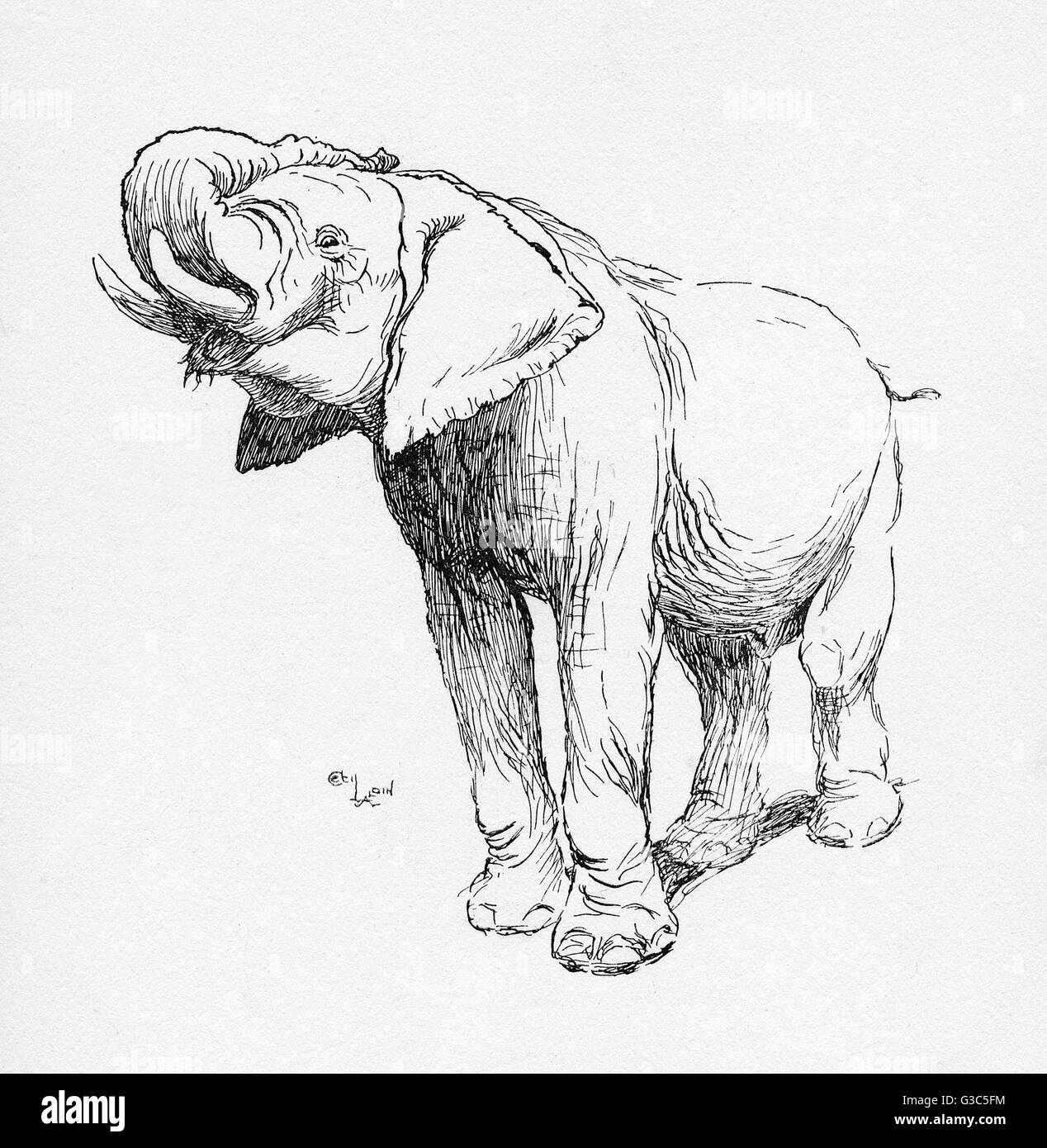 Illustration par Cecil Aldin, l'éléphant Banque D'Images